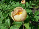 Paeonia Mlokosewitschii